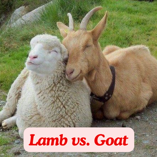 lamb vs goat differences|https://hisearchnews.com/