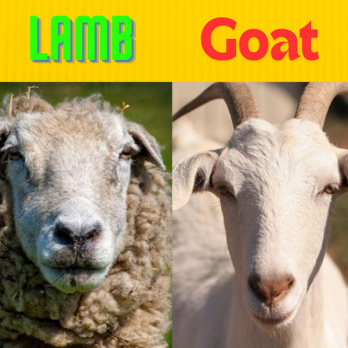 lamb vs goat meat|https://hisearchnews.com/